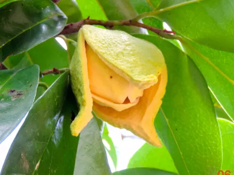 Stachelannone (Annona muricata)