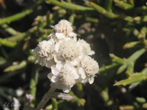 Gewöhnliches Katzenpfötchen (Antennaria dioica)