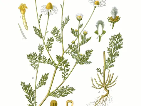 Dog Fennel (Anthemis cotula)