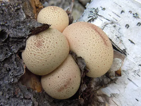 Puffball