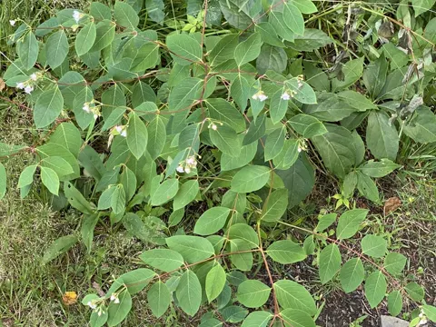 Hundsgiftpflanze (Apocynum androsaemifolium)