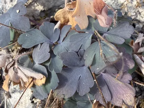 Wild Columbine (Aquilegia canadensis)
