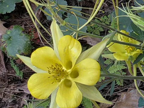 Goldmohn (Aquilegia chrysantha)