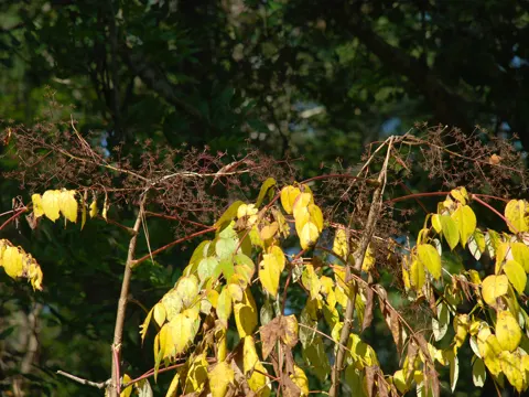 Hohe Aralie (Aralia elata)
