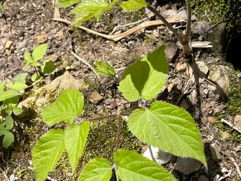Spikenard (Aralia racemosa)