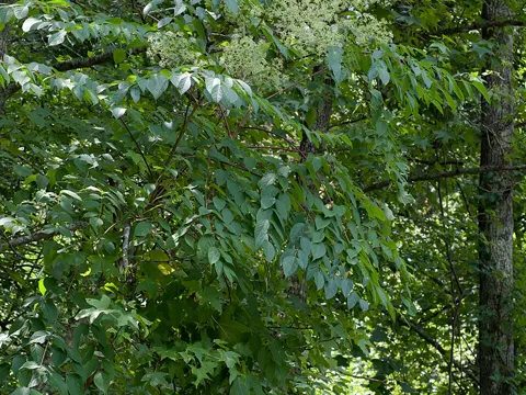 Devil's Walking Stick (Aralia spinosa)