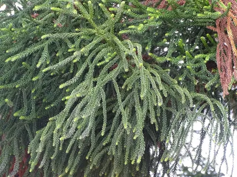 Araucaria cunninghamii (Araucaria cunninghamii)