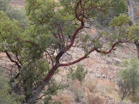 Arizona-Madrone (Arbutus arizonica)
