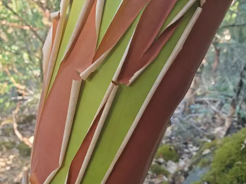 Pacific Madrone (Arbutus menziesii)