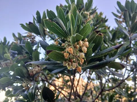 Strawberry Tree