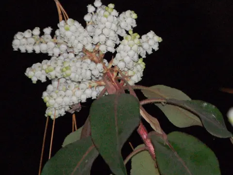 Arbutus xalapensis (Arbutus xalapensis)