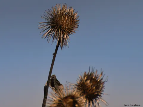 Burdock