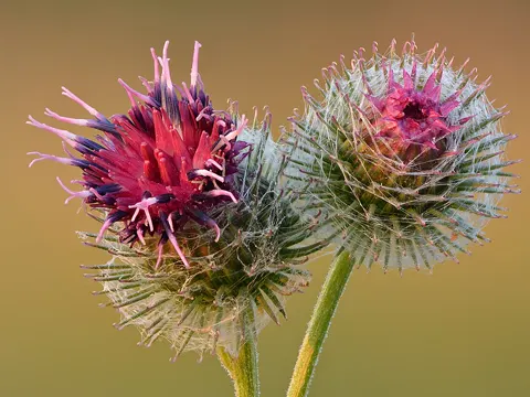 Filzige Klette (Arctium tomentosum)