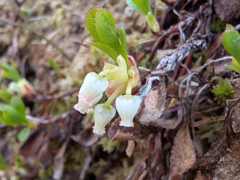 Alpine Bearberry