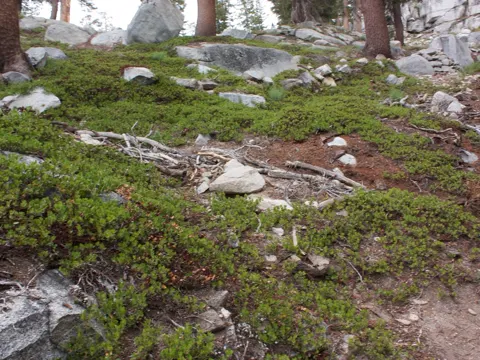 Nevada-Manzanita (Arctostaphylos nevadensis)