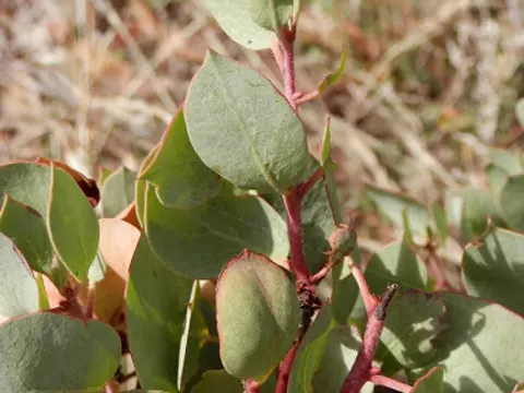 Klebige Manzanita (Arctostaphylos viscida)