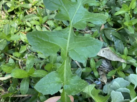 Kapland-Ringelblume (Arctotheca calendula)