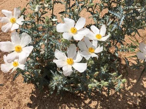 Stachelmohn (Argemone pleiacantha)