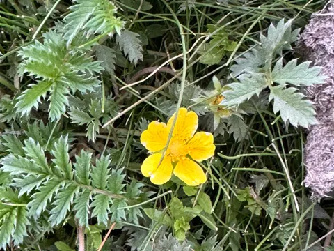 Silverweed