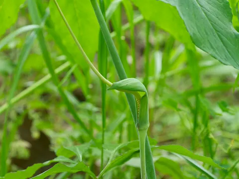 Grüner Drachenwurz (Arisaema dracontium)