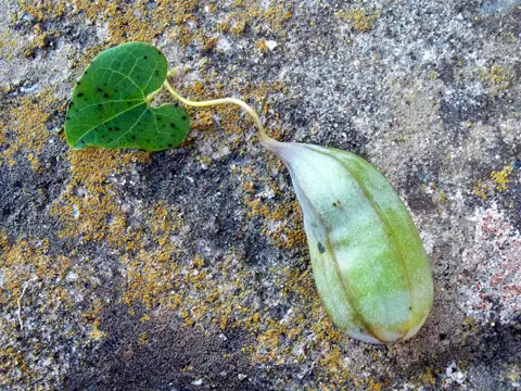 Osterluzei (Aristolochia baetica)