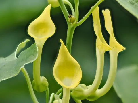 Osterluzei (Aristolochia clematitis)