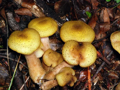 Hallimasch (Armillaria limonea)