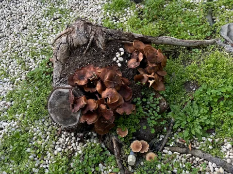 Honey Mushroom