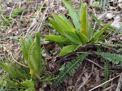 Horseradish
