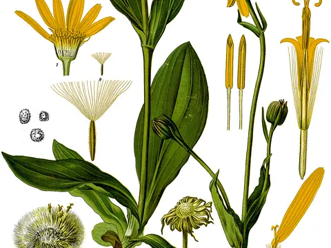 Arnica (Arnica montana)