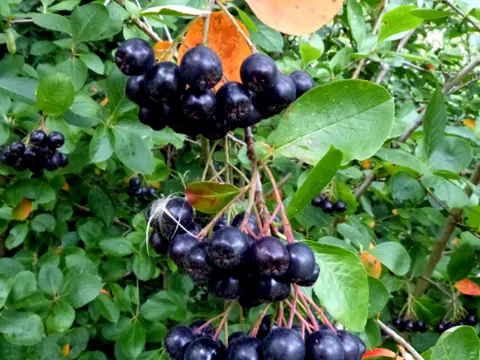 Schwarze Apfelbeere