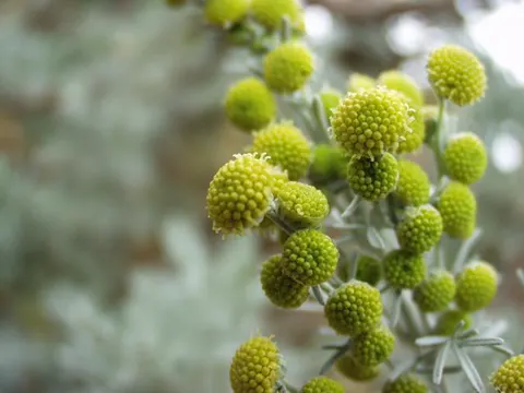 Baumbeifuß (Artemisia arborescens)