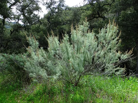 California Mugwort (Artemisia californica)