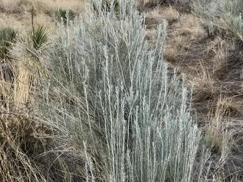 Sand-Wermut (Artemisia filifolia)