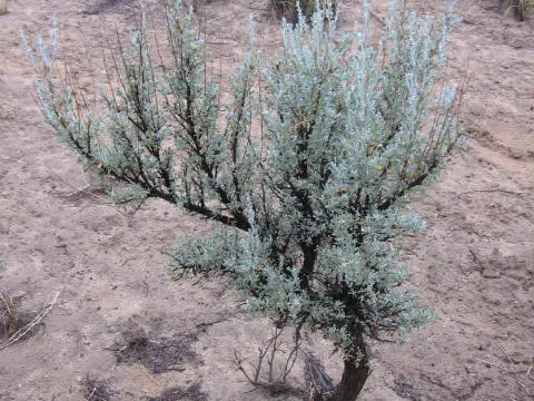 Big Sagebrush (Artemisia tridentata)