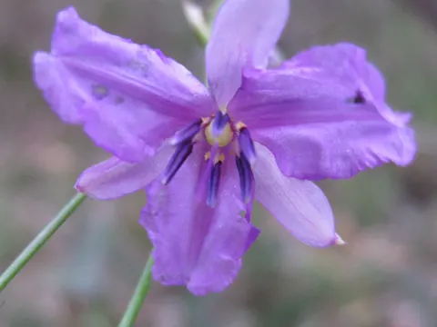 Arthropo­dium (Arthropodium strictum)