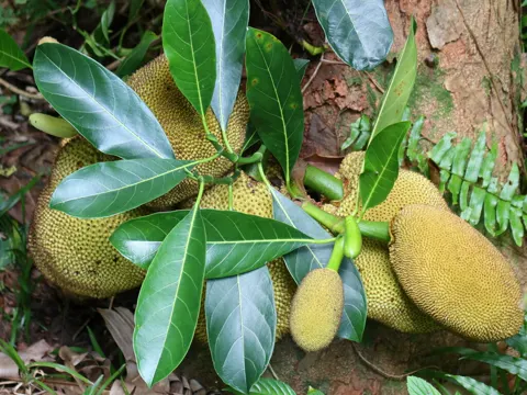 Jackfrucht (Artocarpus heterophyllus)