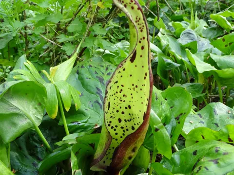 Gefleckter Aronstab (Arum maculatum)