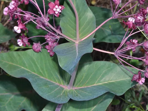 Herzblatt-Seidenpflanze (Asclepias cordifolia)
