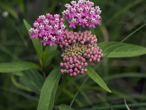 Fleischfarbene Schwalbenwurz