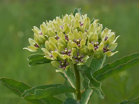 Asclepias viridis