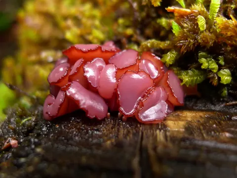 Fleischroter Gallertbecher (Ascocoryne sarcoides)