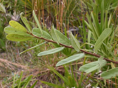 Asimina reticulata