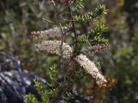 Asparagus aethiopicus (Asparagus aethiopicus)