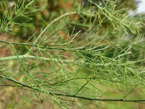 Wilder Spargel