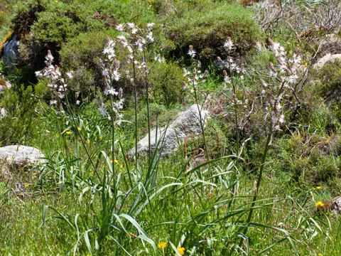 Branched Asphodel