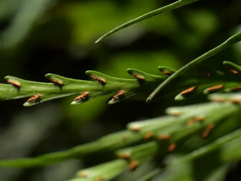 Asplenium flaccidum (Asplenium flaccidum)