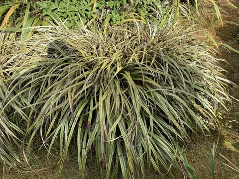 Astelia nervosa (Astelia nervosa)