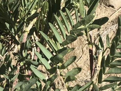 Zweifurchiger Tragant (Astragalus bisulcatus)