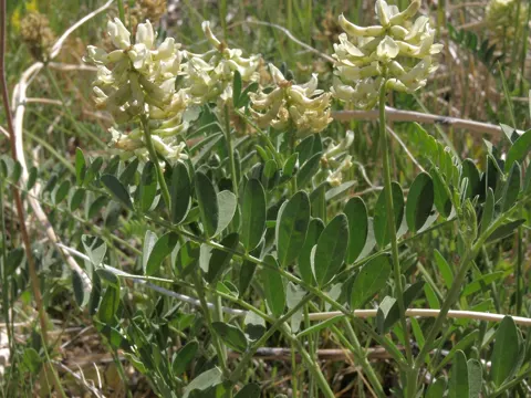 Astragalus canadensis (Astragalus canadensis)